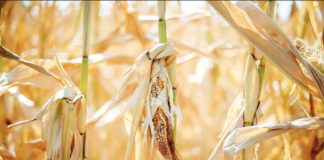 Staples like maize, sorghum and soybean have failed in Uganda due to severe drought. GETTY IMAGES