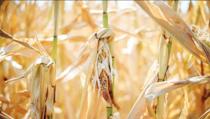 Uganda Staples like maize, sorghum and soybean have failed in Uganda due to severe drought. GETTY IMAGES