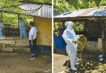 A team from the Office of the Provincial Veterinarian conducted epidemiological investigation and collected blood samples from symptomatic hogs at a hog farm in Barotac Viejo, Iloilo last week. Following positive African Swine Fever (ASF) results, the premises were thoroughly cleaned and disinfected to prevent further spread of the virus. OFFICE OF THE PROVINCIAL VETERINARIAN PHOTOS