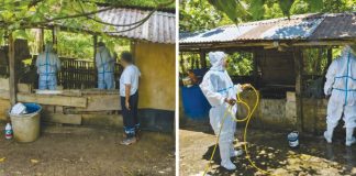 A team from the Office of the Provincial Veterinarian conducted epidemiological investigation and collected blood samples from symptomatic hogs at a hog farm in Barotac Viejo, Iloilo last week. Following positive African Swine Fever (ASF) results, the premises were thoroughly cleaned and disinfected to prevent further spread of the virus. OFFICE OF THE PROVINCIAL VETERINARIAN PHOTOS