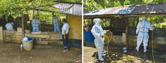 A team from the Office of the Provincial Veterinarian conducted epidemiological investigation and collected blood samples from symptomatic hogs at a hog farm in Barotac Viejo, Iloilo last week. Following positive African Swine Fever (ASF) results, the premises were thoroughly cleaned and disinfected to prevent further spread of the virus. OFFICE OF THE PROVINCIAL VETERINARIAN PHOTOS