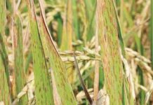 Brown spot still tops rice diseases in WV; overall pest situation remains manageable