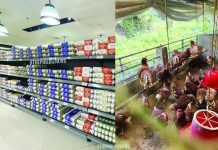 BAI backs cage-free egg farming Eggs are displayed on supermarket shelves alongside a cage-free poultry farm, illustrating the growing shift toward higher animal welfare standards in egg production. The Bureau of Animal Industry expresses support for cage-free and free-range farming systems as part of efforts to promote sustainable agriculture while enhancing the welfare of laying hens. THEPHILBIZNEWS PHOTOS