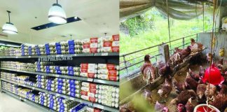 Eggs are displayed on supermarket shelves alongside a cage-free poultry farm, illustrating the growing shift toward higher animal welfare standards in egg production. The Bureau of Animal Industry expresses support for cage-free and free-range farming systems as part of efforts to promote sustainable agriculture while enhancing the welfare of laying hens. THEPHILBIZNEWS PHOTOS