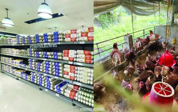 egg_farming_compressed_resized Eggs are displayed on supermarket shelves alongside a cage-free poultry farm, illustrating the growing shift toward higher animal welfare standards in egg production. The Bureau of Animal Industry expresses support for cage-free and free-range farming systems as part of efforts to promote sustainable agriculture while enhancing the welfare of laying hens. THEPHILBIZNEWS PHOTOS