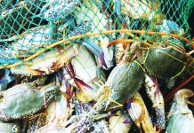 Panay and Guimaras islands in Western Visayas and Negros Occidental in the Negros Island Region produce nearly 60% of the country’s blue swimming crab supply, making the regions the backbone of the Philippines’ crab export industry, says Director Remia Aparri of the Bureau of Fisheries and Aquatic Resources – Region 6. Blue swimming crabs are marine crabs with bluish coloration (commonly seen in males). They are a prized seafood commodity because of their sweet, delicate meat, high meat yield and strong demand from processors, restaurants and overseas buyers, particularly for pasteurized canned crab meat. BFAR-6