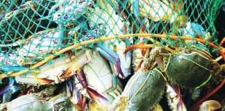 Panay and Guimaras islands in Western Visayas and Negros Occidental in the Negros Island Region produce nearly 60% of the country’s blue swimming crab supply, making the regions the backbone of the Philippines’ crab export industry, says Director Remia Aparri of the Bureau of Fisheries and Aquatic Resources – Region 6. Blue swimming crabs are marine crabs with bluish coloration (commonly seen in males). They are a prized seafood commodity because of their sweet, delicate meat, high meat yield and strong demand from processors, restaurants and overseas buyers, particularly for pasteurized canned crab meat. BFAR-6