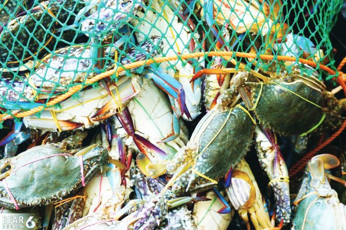 neljoy blue crabs Panay and Guimaras islands in Western Visayas and Negros Occidental in the Negros Island Region produce nearly 60% of the country’s blue swimming crab supply, making the regions the backbone of the Philippines’ crab export industry, says Director Remia Aparri of the Bureau of Fisheries and Aquatic Resources – Region 6. Blue swimming crabs are marine crabs with bluish coloration (commonly seen in males). They are a prized seafood commodity because of their sweet, delicate meat, high meat yield and strong demand from processors, restaurants and overseas buyers, particularly for pasteurized canned crab meat. BFAR-6