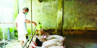 To help backyard livestock raisers, the government-owned Philippine Crop Insurance Corporation provides financial protection against losses caused by diseases such as African swine fever and other unforeseen incidents. Photo shows a backyard hog raiser tending his pigs. AKLAN NEWS FORUM