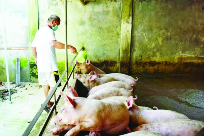 neljoy_livestock_copy_compressed_resized To help backyard livestock raisers, the government-owned Philippine Crop Insurance Corporation provides financial protection against losses caused by diseases such as African swine fever and other unforeseen incidents. Photo shows a backyard hog raiser tending his pigs. AKLAN NEWS FORUM