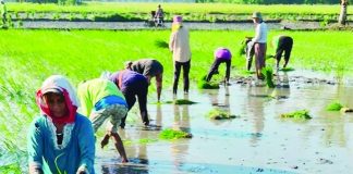 The Department of Agriculture’s Regional Crop Protection Center has issued an advisory warning Western Visayas farmers of potential pest infestations and disease outbreaks during the third quarter of 2026. Agriculture officials emphasize that regular field inspections and proper crop management remain the best defense against threats such as bacterial leaf blight, brown planthopper, brown spot, leaf folder, and rice stemborer. CONTRIBUTED PHOTO
