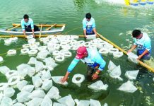 SEAFDEC/AQD stocks over 1M shrimp postlarvae for intensive culture study Over 1 million whiteleg shrimp (Penaeus vannamei) postlarvae were recently stocked in four ponds at the Dumangas Brackishwater Station.