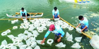 Over 1 million whiteleg shrimp (Penaeus vannamei) postlarvae were recently stocked in four ponds at the Dumangas Brackishwater Station.