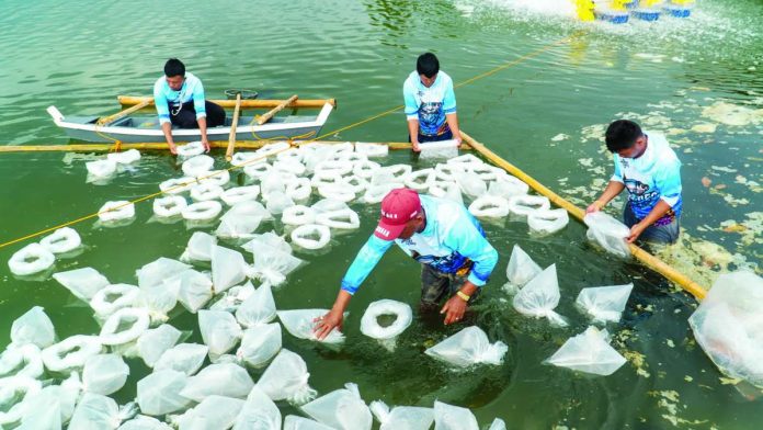 Over 1 million whiteleg shrimp (Penaeus vannamei) postlarvae were recently stocked in four ponds at the Dumangas Brackishwater Station.