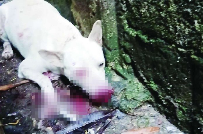 “Latlat,” a homeless pregnant dog, is undergoing veterinary treatment after she was allegedly struck with a metal bar while sleeping under a car in Barangay Tangub, Bacolod City. The City Veterinary Office is investigating the reported animal cruelty case. BACH PROJECT PH PHOTO