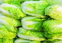 To preserve the freshness of cabbages, it is alleged that some farmers in China, the world’s largest producer of cabbages, are using formaldehyde, a chemical used for preserving biological specimens that is known to cause cancer. GETTY IMAGES
