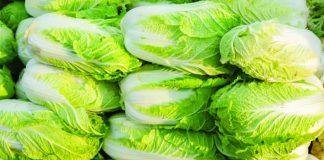 To preserve the freshness of cabbages, it is alleged that some farmers in China, the world’s largest producer of cabbages, are using formaldehyde, a chemical used for preserving biological specimens that is known to cause cancer. GETTY IMAGES