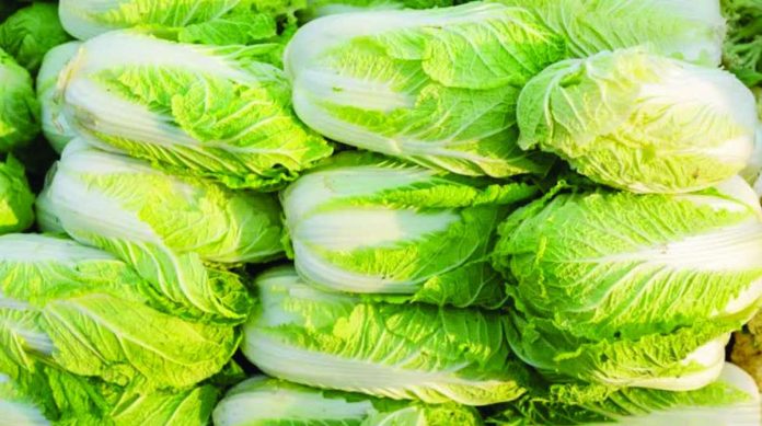 China_copy_compressed_resized To preserve the freshness of cabbages, it is alleged that some farmers in China, the world’s largest producer of cabbages, are using formaldehyde, a chemical used for preserving biological specimens that is known to cause cancer. GETTY IMAGES