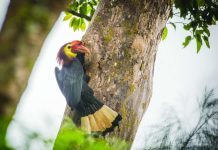 FIGHTING FOR SURVIVAL. A male Dulungan or Rufous-headed Hornbill (Rhabdotorrhinus waldeni) perches beside a nest hole in the forests of Panay. Only an estimated 1,000 to 3,000 mature individuals remain, making the protection of their remaining forest habitat crucial to the species’ survival. DAVID QUIMPO / HARIBON FOUNDATION PHOTO