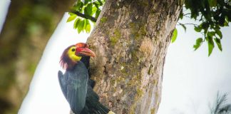 FIGHTING FOR SURVIVAL. A male Dulungan or Rufous-headed Hornbill (Rhabdotorrhinus waldeni) perches beside a nest hole in the forests of Panay. Only an estimated 1,000 to 3,000 mature individuals remain, making the protection of their remaining forest habitat crucial to the species’ survival. DAVID QUIMPO / HARIBON FOUNDATION PHOTO