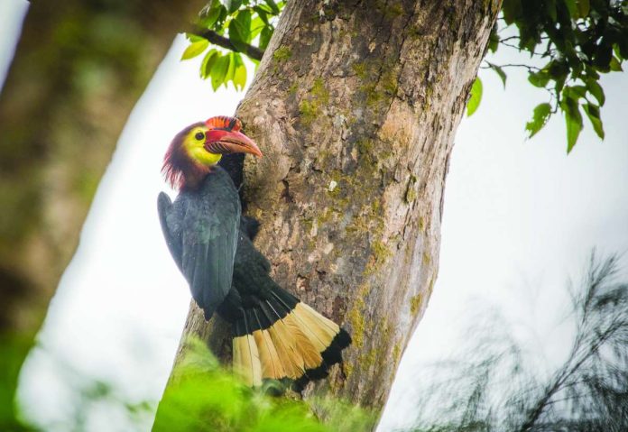 FIGHTING FOR SURVIVAL. A male Dulungan or Rufous-headed Hornbill (Rhabdotorrhinus waldeni) perches beside a nest hole in the forests of Panay. Only an estimated 1,000 to 3,000 mature individuals remain, making the protection of their remaining forest habitat crucial to the species’ survival. DAVID QUIMPO / HARIBON FOUNDATION PHOTO