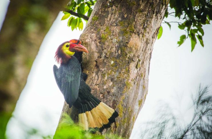 PANAY HORNBILLS FACE EXTINCTION; Central Panay habitat under threat amid roads, energy projects FIGHTING FOR SURVIVAL. A male Dulungan or Rufous-headed Hornbill (Rhabdotorrhinus waldeni) perches beside a nest hole in the forests of Panay. Only an estimated 1,000 to 3,000 mature individuals remain, making the protection of their remaining forest habitat crucial to the species’ survival. DAVID QUIMPO / HARIBON FOUNDATION PHOTO