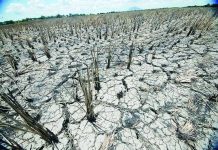Cracked soil and dried rice stalks cover a farmland affected by a prolonged dry spell. The Department of Agriculture is seeking to strengthen irrigation, adjusting planting schedules, securing inputs, monitoring inventories, and preparing import and market interventions where necessary as part of its preparation for El Niño. GMA NEWS FILE PHOTO
