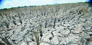 Cracked soil and dried rice stalks cover a farmland affected by a prolonged dry spell. The Department of Agriculture is seeking to strengthen irrigation, adjusting planting schedules, securing inputs, monitoring inventories, and preparing import and market interventions where necessary as part of its preparation for El Niño. GMA NEWS FILE PHOTO