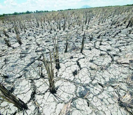 ‘VERY STRONG’ EL NIÑO: PAGASA warns of severe dry spell, urges early water conservation Cracked soil and dried rice stalks cover a farmland affected by a prolonged dry spell. The Department of Agriculture is seeking to strengthen irrigation, adjusting planting schedules, securing inputs, monitoring inventories, and preparing import and market interventions where necessary as part of its preparation for El Niño. GMA NEWS FILE PHOTO