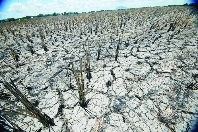 El_Niño_response_compressed_resized Cracked soil and dried rice stalks cover a farmland affected by a prolonged dry spell. The Department of Agriculture is seeking to strengthen irrigation, adjusting planting schedules, securing inputs, monitoring inventories, and preparing import and market interventions where necessary as part of its preparation for El Niño. GMA NEWS FILE PHOTO