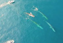 Giant whales move into Greenland as ice disappears Fin whales feed in ice-free East Greenland waters, as scientists observe from their boats. FERNANDO UGARTE
