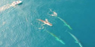 Fin whales feed in ice-free East Greenland waters, as scientists observe from their boats. FERNANDO UGARTE