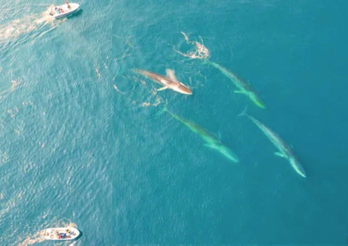 Greenland Fin whales feed in ice-free East Greenland waters, as scientists observe from their boats. FERNANDO UGARTE