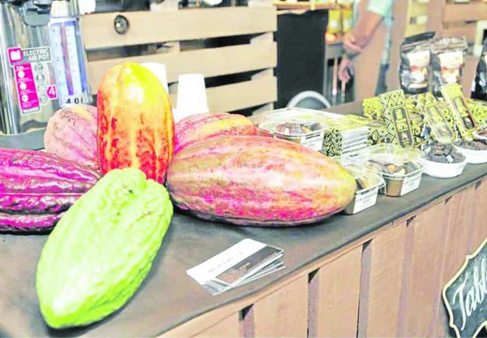 The commercial shipment of 6,000-kilogram of fermented cacao beans is expected to reach the Port of Lyttelton in New Zealand this August. Photo shows cacao from the Davao region. PHOTO COURTESY OF INQUIRER.NET