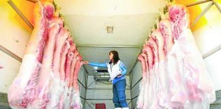 An officer from the meat inspection office of Marikina City inspects freshly slaughtered carcass inside a delivery van in this August 15 photo. INQUIRER PHOTO / LYN RILLON