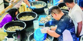 Participants in SEAFDEC/AQD’s first regional oyster hatchery training course conduct hands-on exercises in the laboratory and hatchery, including spawning oyster broodstock, handling fertilized eggs, and rearing oyster larvae under the guidance of SEAFDEC/AQD researchers.