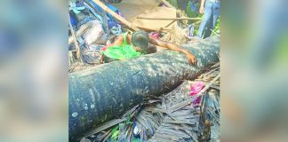 A grieving father embraced the body of his eight-year-old son in their heavily damaged house in Barangay Bulanon, Sagay City, Negros Occidental after a 60-foot palm tree collapsed onto the residence on August 5. The child died from severe head injuries, while his mother and twin sister escaped unharmed. ANJELOU MAPA PHOTO