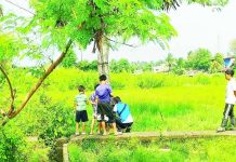 The “duldol” tree in Zone 10, Barangay Calaparan, Arevalo, Iloilo City, where alias “Ar-ar” was discovered bound and stabbed on Sunday night, August 30, 2026. Police have since arrested the two suspects in connection with the fatal attack. ALLEN ANIMAS/PN