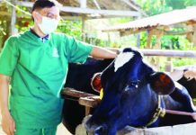 The National Dairy Authority encourages dairy farmers to expand their herds, invest in quality feeds, and boost production, citing its support and rising demand from government nutrition and feeding programs. NDA.GOV.PH PHOTO