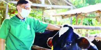 The National Dairy Authority encourages dairy farmers to expand their herds, invest in quality feeds, and boost production, citing its support and rising demand from government nutrition and feeding programs. NDA.GOV.PH PHOTO