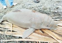 Fishing gear kills endangered dugong; skeleton eyed for conservation education A baby Dugong (Dugong dugon), weighing approximately 38 kilograms was found lifeless along the shoreline in Barangay Navitas, Numancia, Aklan. The right photo (courtesy of Numancia Agriculture FB Page) shows net constriction marks on the calf’s body. DENR PENRO-AKLAN