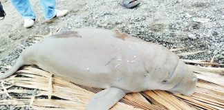 A baby Dugong (Dugong dugon), weighing approximately 38 kilograms was found lifeless along the shoreline in Barangay Navitas, Numancia, Aklan. The right photo (courtesy of Numancia Agriculture FB Page) shows net constriction marks on the calf’s body. DENR PENRO-AKLAN