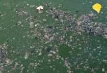 Iloilo City Gov’t turns to surveillance as inspections fail to trace Iloilo River oil, grease contamination