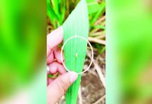 ILOILO GOES ON ‘DISASTER MODE’: Sugarcane pest hits over 7,000 hectares; province moves to contain spread SUGARCANE UNDER SIEGE. A red-stripped soft scale insect (RSSI) is seen on a sugarcane leaf as personnel assess plantations showing signs of damage from the pest in Iloilo. Heavy infestation can weaken the crop and threaten the local sugarcane industry. PHOTO FROM THE ILOILO PROVINCIAL PLANNING AND DEVELOPMENT COORDINATOR