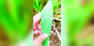 SUGARCANE UNDER SIEGE. A red-stripped soft scale insect (RSSI) is seen on a sugarcane leaf as personnel assess plantations showing signs of damage from the pest in Iloilo. Heavy infestation can weaken the crop and threaten the local sugarcane industry. PHOTO FROM THE ILOILO PROVINCIAL PLANNING AND DEVELOPMENT COORDINATOR