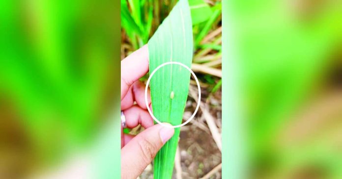 ime disaster mode (1)_superimposed SUGARCANE UNDER SIEGE. A red-stripped soft scale insect (RSSI) is seen on a sugarcane leaf as personnel assess plantations showing signs of damage from the pest in Iloilo. Heavy infestation can weaken the crop and threaten the local sugarcane industry. PHOTO FROM THE ILOILO PROVINCIAL PLANNING AND DEVELOPMENT COORDINATOR