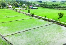 WV EYES 4K MT HARVEST: DA sets 500 hectares of model hybrid rice farms across 10 Iloilo, Antique towns HYBRID RICE MODEL FARM. Lush rice fields in Barangay Pagsangaan, Pavia, Iloilo form part of the Department of Agriculture’s Scalable Hybrid Rice Model Farm Establishment Project. The agency targets a harvest of 6.5 to eight metric tons per hectare from model farms established across 10 municipalities in Iloilo and Antique. DA-6