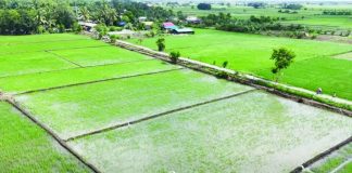 HYBRID RICE MODEL FARM. Lush rice fields in Barangay Pagsangaan, Pavia, Iloilo form part of the Department of Agriculture’s Scalable Hybrid Rice Model Farm Establishment Project. The agency targets a harvest of 6.5 to eight metric tons per hectare from model farms established across 10 municipalities in Iloilo and Antique. DA-6