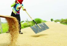 Palay production up in Q2 2026 The Philippines’ palay production stood at 4,628,990.71 metric tons from April to June this year. PNA PHOTO BY JOAN BONDOC
