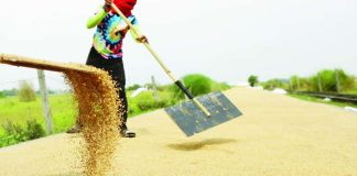 The Philippines’ palay production stood at 4,628,990.71 metric tons from April to June this year. PNA PHOTO BY JOAN BONDOC